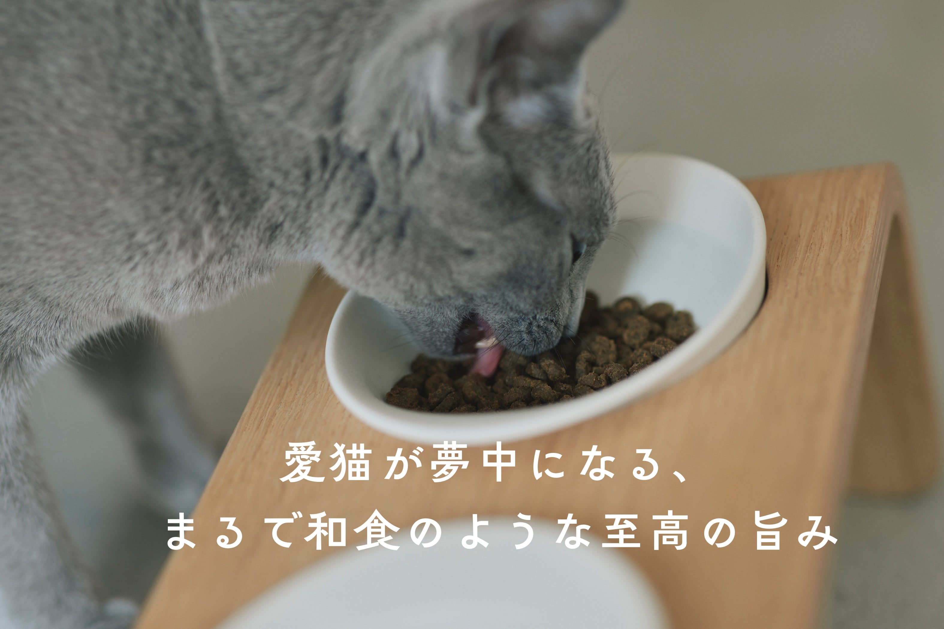 木製のフードテーブルでnyam nyam(ニャムニャム)のプレミアムキャットフードを美味しそうに食べる猫。愛猫が夢中になる和食のような至高の旨みと天然出汁の香り。