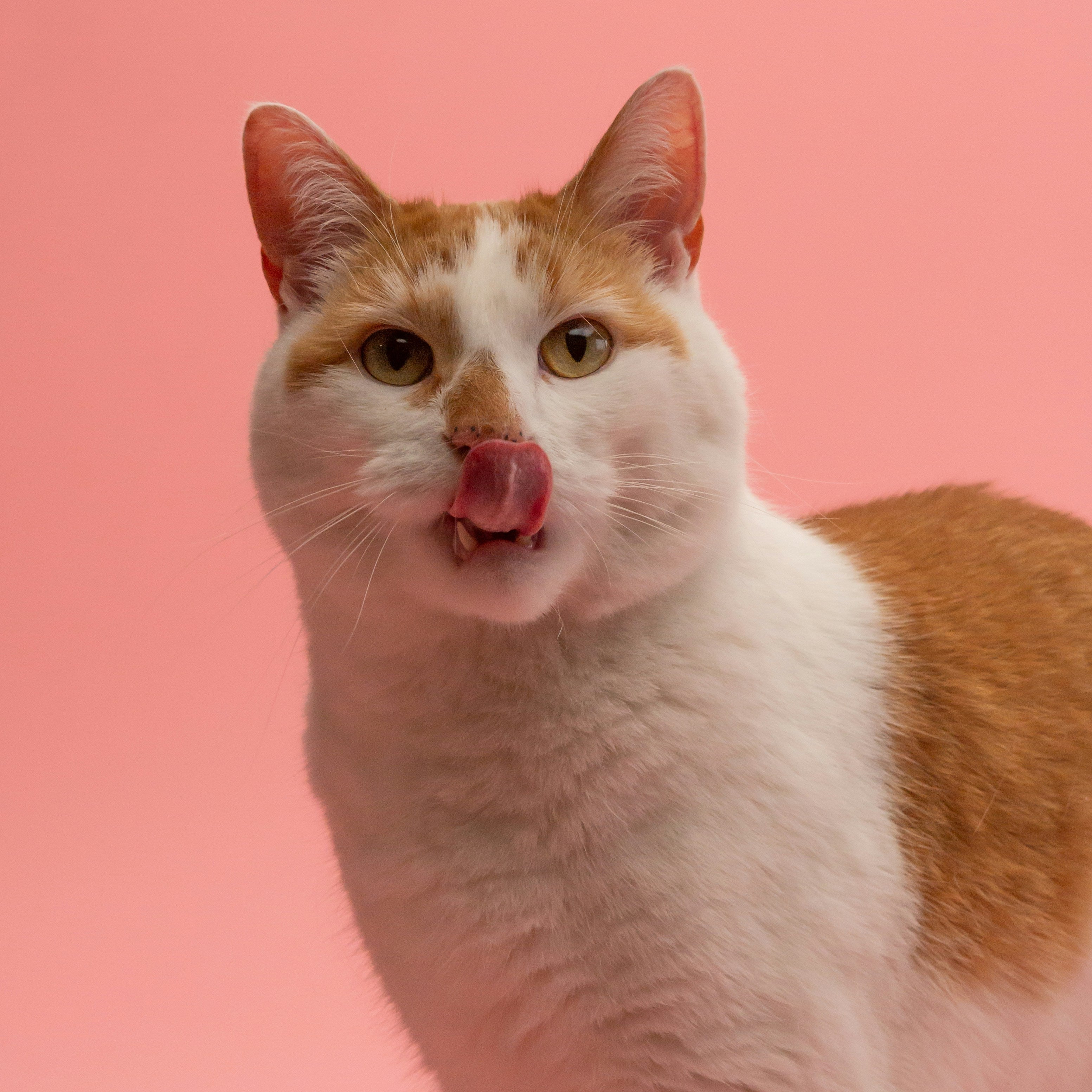 猫の“本能”が目を覚ます