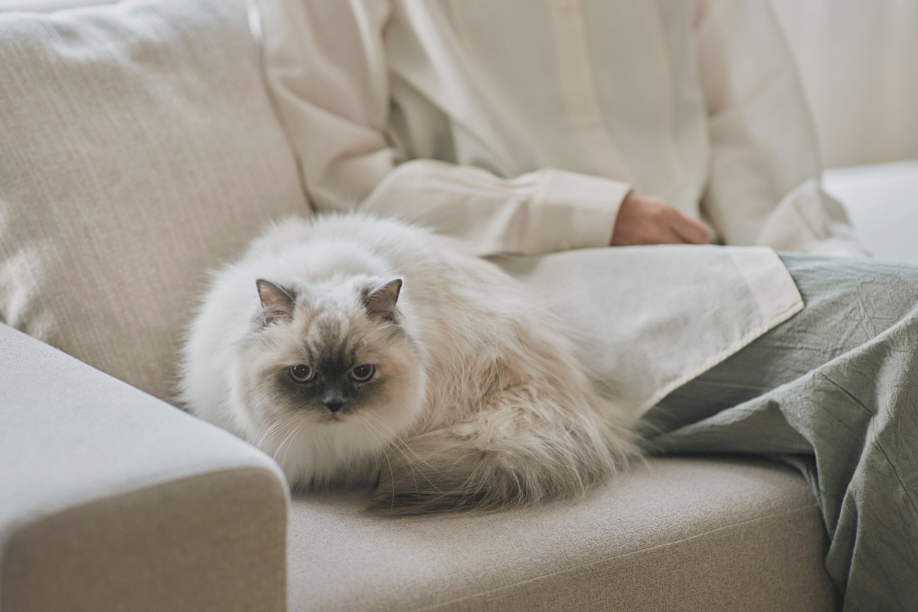 洗練されたリビングのソファで飼い主の隣に寄り添いくつろぐ、美しい長毛猫のライフスタイルギャラリー画像。